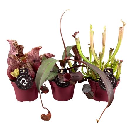 Vleesetende Planten Mix | 3 Nepenthes, 3 Sarraceni