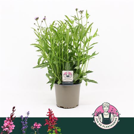 Verbena Rigida Polaris Sky Blue