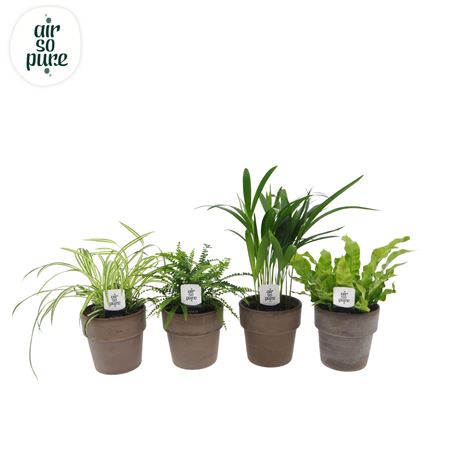 Plantmix Air So Pure Vde Terracotta Grey