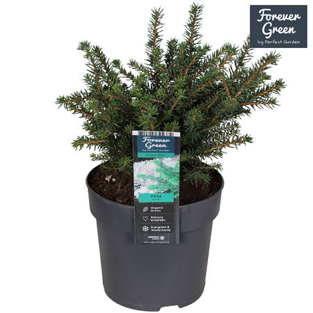 Picea Om Karel