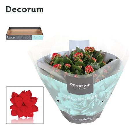 Kal Cal Red (decorum)