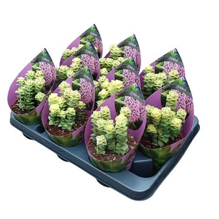 Crassula Pagoda Variegata Potcover