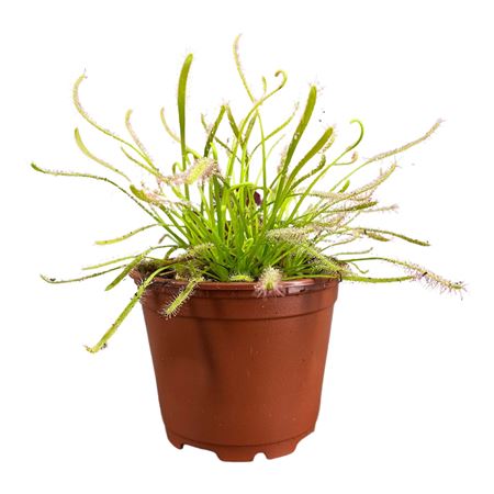 Drosera Capensis White