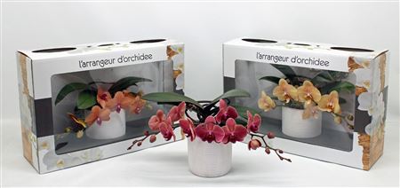 Phal L'arrangeur D'orchidee Orange (groen)