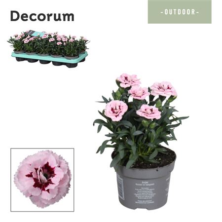 Dianthus Oscar Purple Star (decorum)