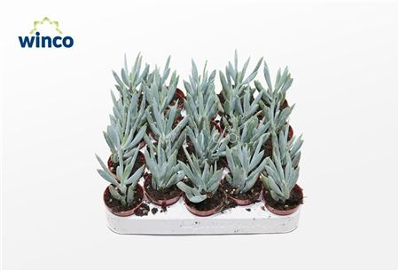 Senecio Mount Everest