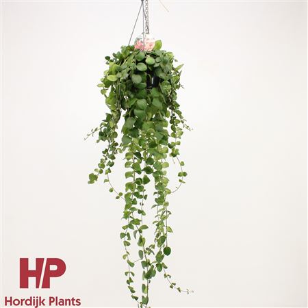 Aeschynanthus Pink Polka Xxl Hanging Pot