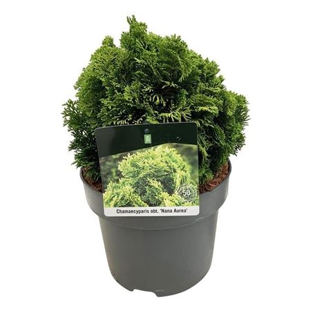 Chamaecyparis Obt Nana Aurea
