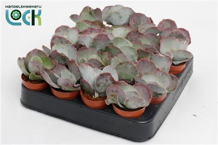 Cotyledon Undulata.