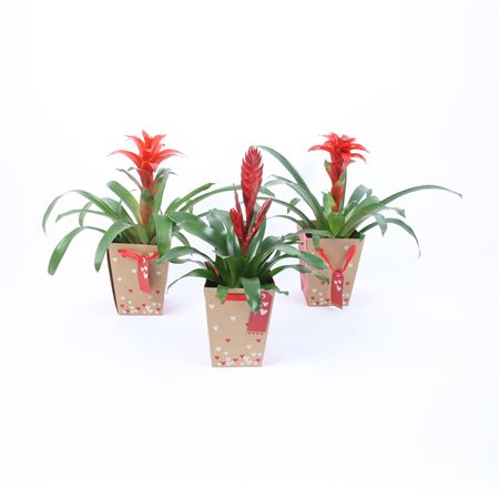 Bromelia Mix In Hart Tasje (karton)