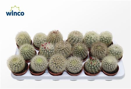 Neoporteria Senilis (flowering)