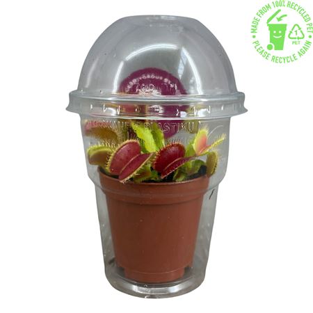 Dionaea Muscipula In Cup