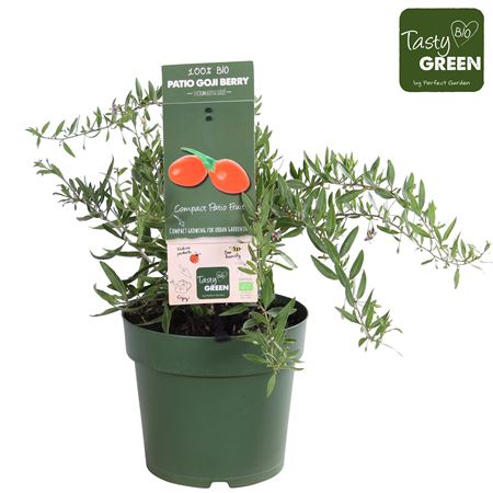 Lycium Barbarum Little Goji Patio Био