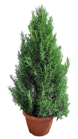 Розмаринус Пирамидальный