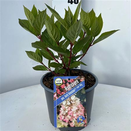 Hydrangea Pan Early Sensation