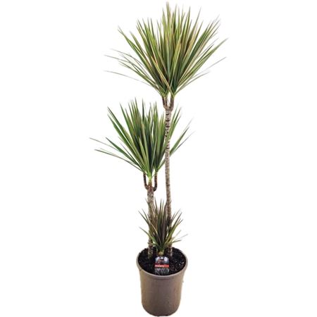 Drac Bicolor 75-45-10