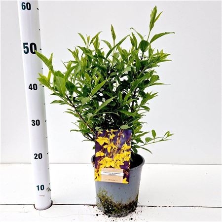 Forsythia Intermedia Minigold