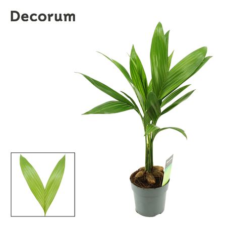 Areca Catechu (dec)