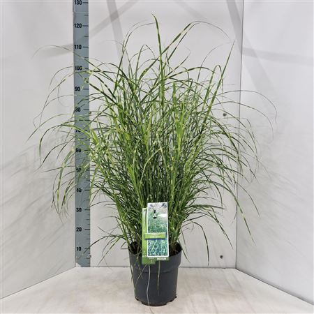 Miscanthus Sin Little Zebra