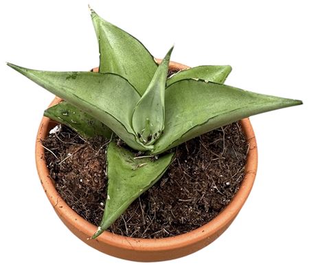 Sansevieria Manee Thawee