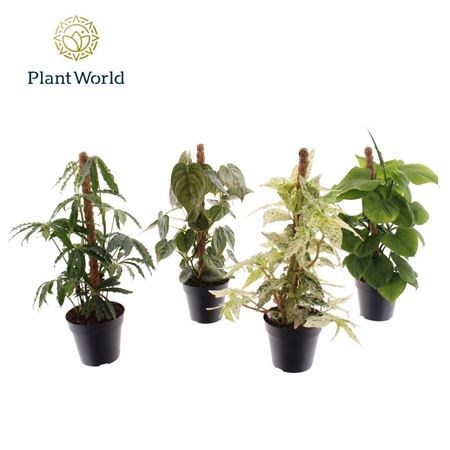 Plantmix Mosspole Mix