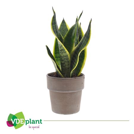 Sansevieria In Terracotta Grey