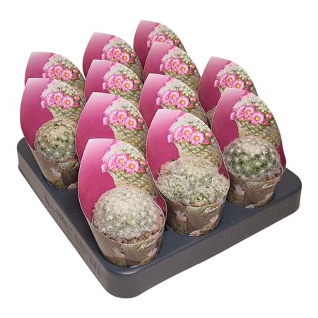 Mammillaria Plumosa Potcover