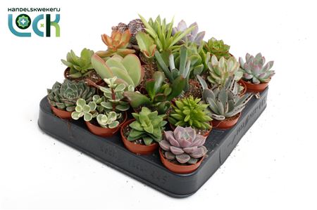 Succulent Special Mix