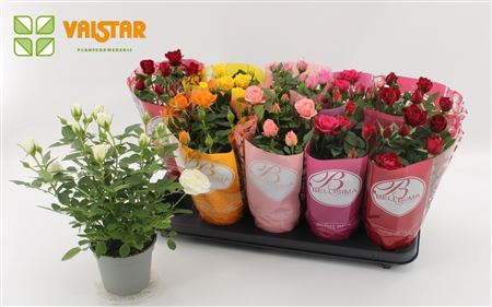 Rosa Lotz Of Roses Jewel Mix In Ton Sur Ton Sleeve