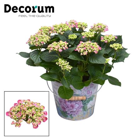 Hydrangea Ma Curly Wurly Pink In Bucket (decorum)