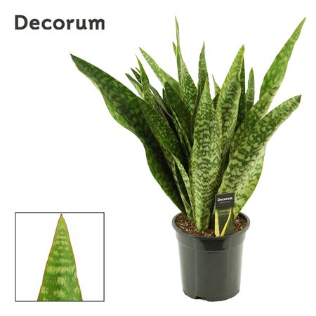Sansevieria Aubrytiana Jaboa