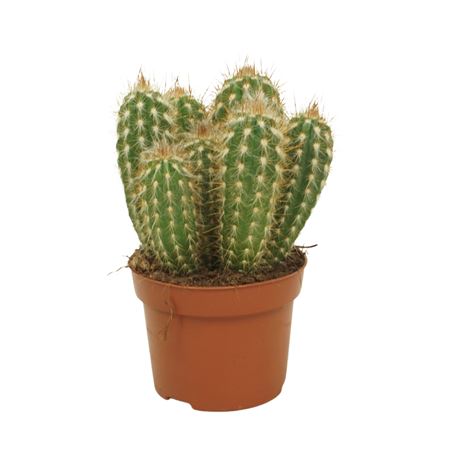 Pilosocereus Gounellei 12 Cm
