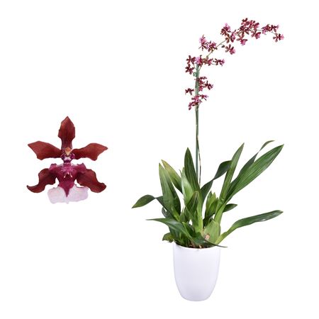 Oncidium 1st Cherry Baby White Ceramic