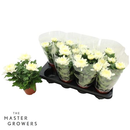Chrys Deco Cosmo White 3pp