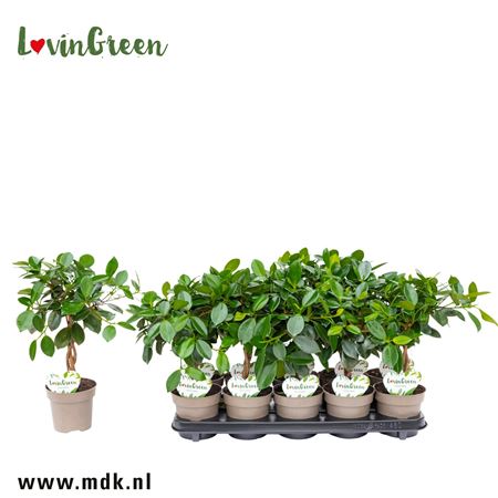 Ficus Maya On Stem