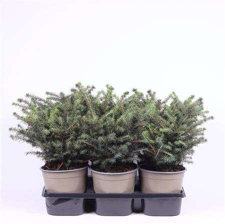 Picea Omorika Karel
