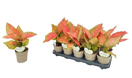 Aglaonema Valentine