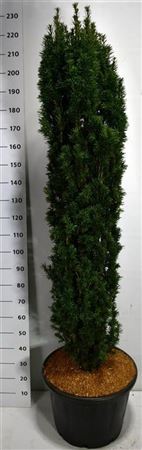 Taxus Bacc Fastigiata Robusta