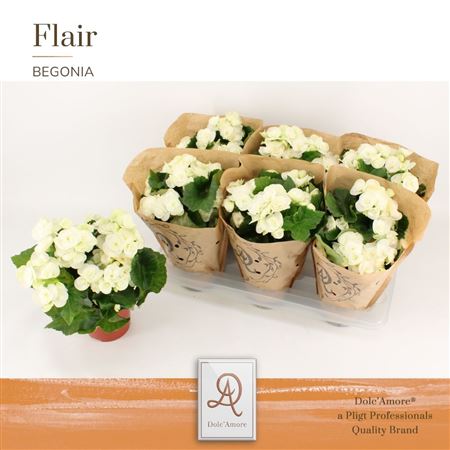 Begonia Clara Kraft Sleeve (dolc'amore)