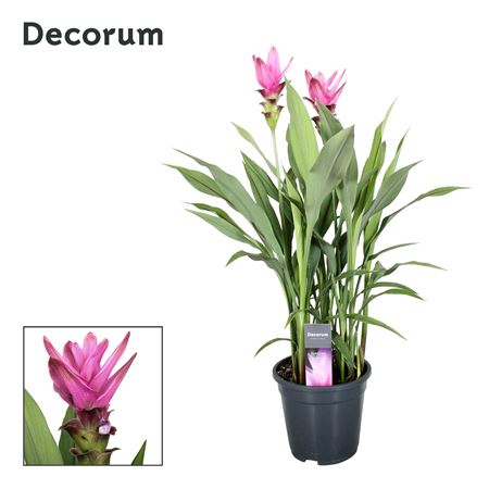Curcuma Siam Supreme 2+ (decorum)