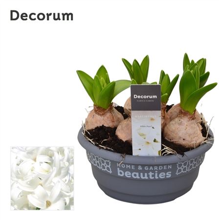 Hyacinthus White Pearl Bowl (decorum)