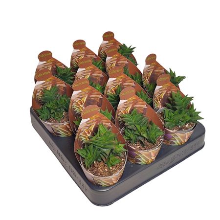 Haworthia Viscosa Potcover