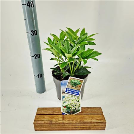 Skimmia Jap White Globe