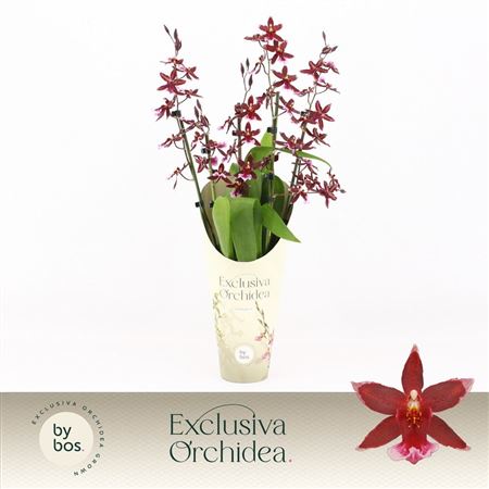 Cambria 5/6 St Barrocco Red Exclusiva Orchidea