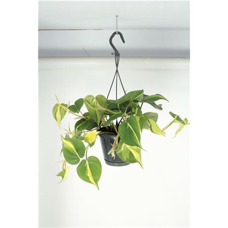 Philodendron Brasil Hanging Pot