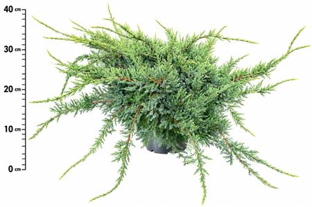 Juniperus Squa Holger