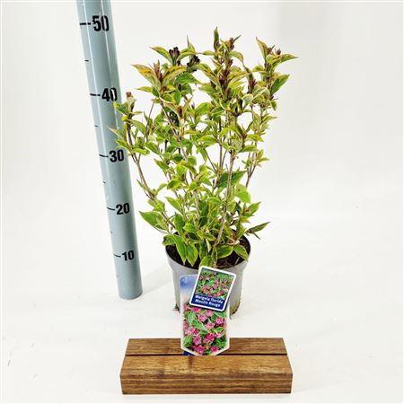 Weigela Florida Moulin Rouge
