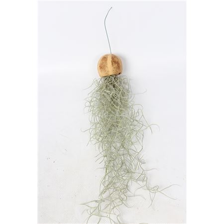 Tillandsia In Een Pumpkin Bellcup