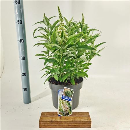 Buddleja Dav Little White