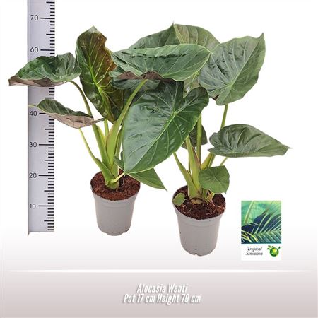 Alocasia Wenti